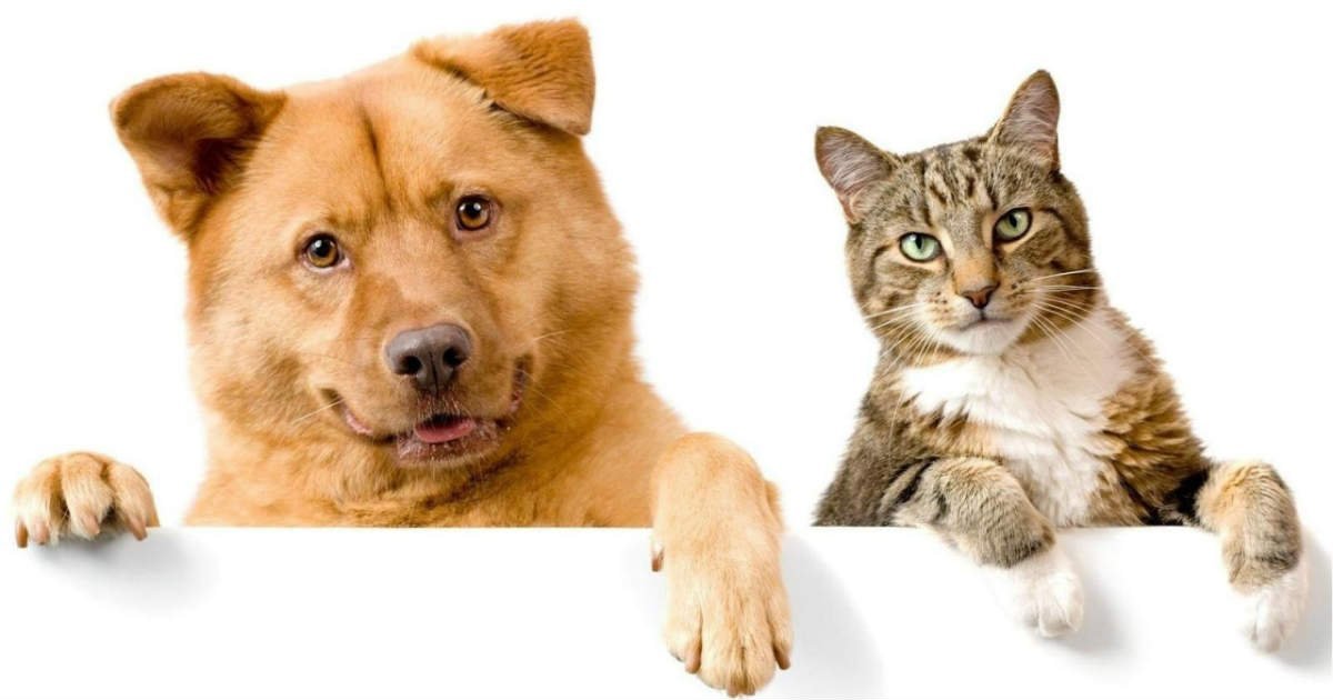 pets proof beneficenza negozio prodotti animali domestici cani gatti