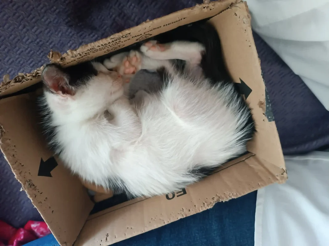 petsproof-volontariato-gatti