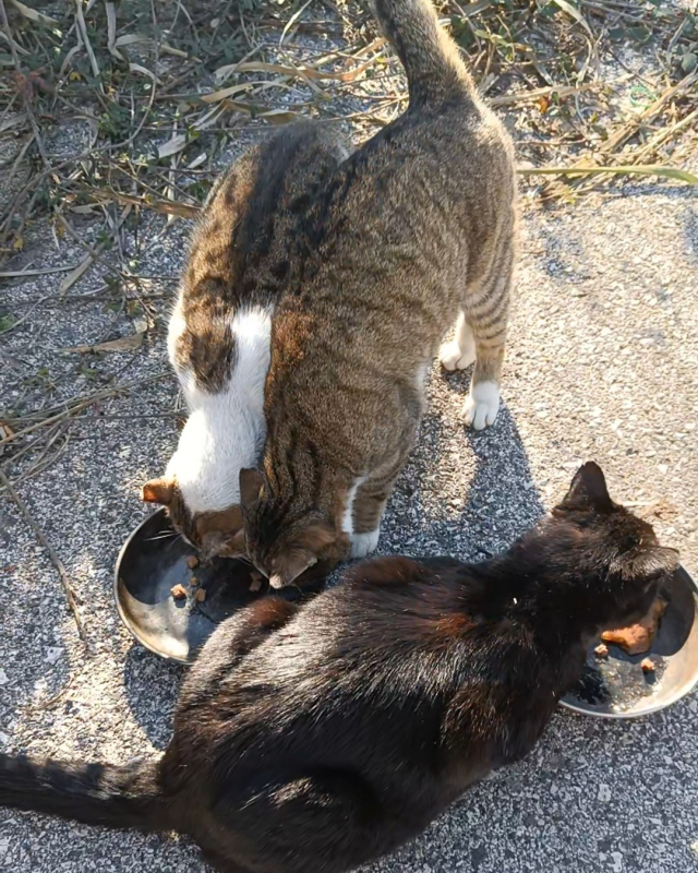 gatto abbandonato pets proof abbandoni micio colonia adozione randagio