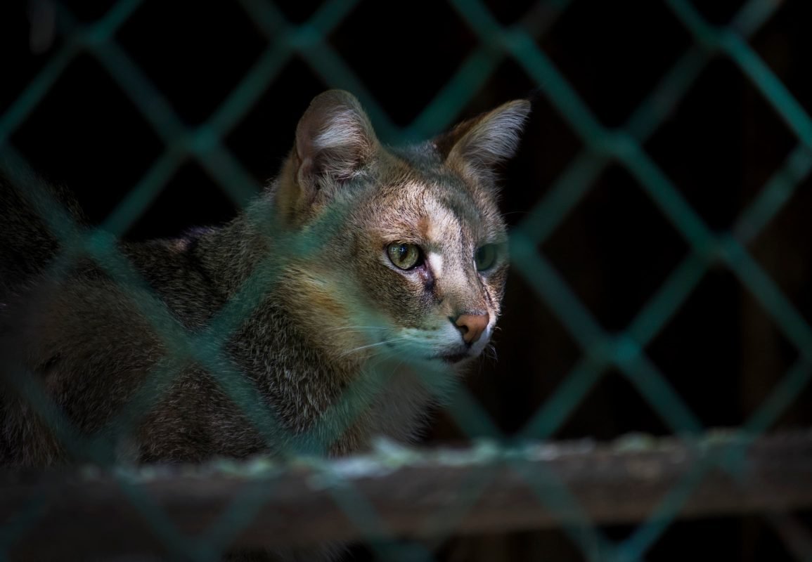 gatto abbandonato pets proof abbandoni micio colonia adozione randagio