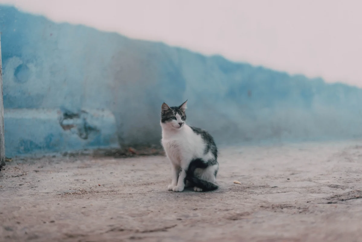 gatto abbandonato pets proof abbandoni ogni anno