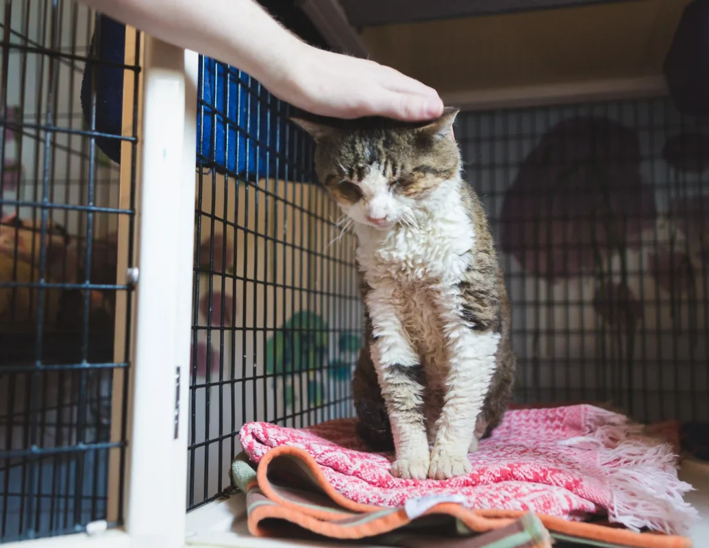 petardi di capodanno come proteggere i nostri amici gatti pets proof