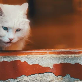 virus immunodeficienza felina fiv hiv trasmissione diagnosi trattamento complicazioni prevenzione