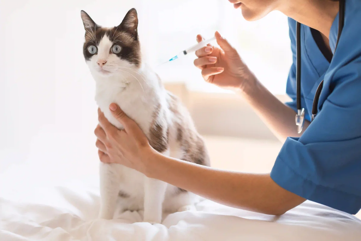 virus immunodeficienza felina fiv hiv trasmissione diagnosi trattamento complicazioni prevenzione