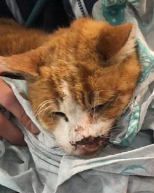 gatto gatta gatti micio micia mici gattino gattina gattini adottare adozione adotta affidamento affidare animale animali animalista animalisti felino felini volontario volontariato sfortunato bisognoso randagio randagi randagismo strada gattile rifugio