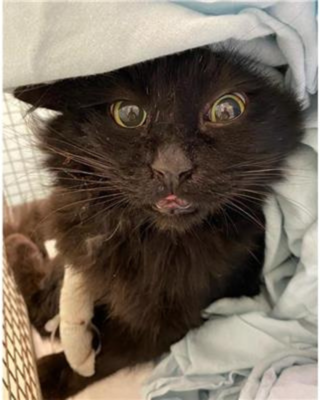 gatto gatta gatti micio micia mici gattino gattina gattini adottare adozione adotta affidamento affidare animale animali animalista animalisti felino felini volontario volontariato sfortunato bisognoso randagio randagi randagismo strada gattile rifugio