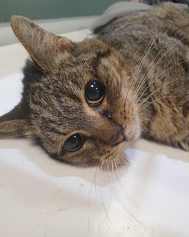 gatto gatta gatti micio micia mici gattino gattina gattini adottare adozione adotta affidamento affidare animale animali animalista animalisti felino felini volontario volontariato sfortunato bisognoso randagio randagi randagismo strada gattile rifugio