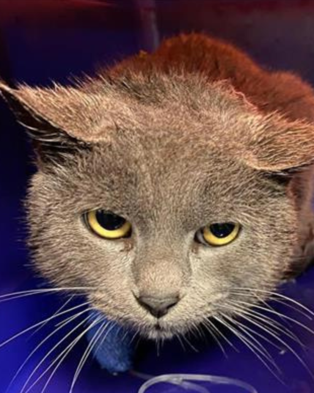 gatto gatta gatti micio micia mici gattino gattina gattini adottare adozione adotta affidamento affidare animale animali animalista animalisti felino felini volontario volontariato sfortunato bisognoso randagio randagi randagismo strada gattile rifugio