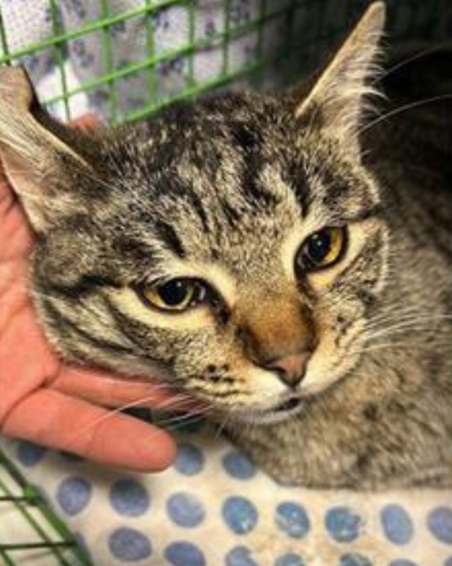 gatto gatta gatti micio micia mici gattino gattina gattini adottare adozione adotta affidamento affidare animale animali animalista animalisti felino felini volontario volontariato sfortunato bisognoso randagio randagi randagismo strada gattile rifugio