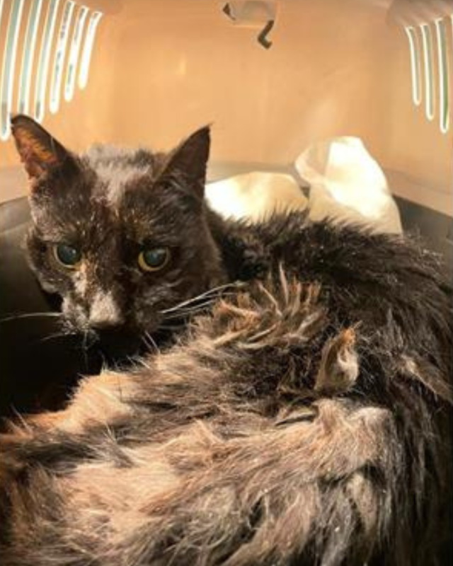 gatto gatta gatti micio micia mici gattino gattina gattini adottare adozione adotta affidamento affidare animale animali animalista animalisti felino felini volontario volontariato sfortunato bisognoso randagio randagi randagismo strada gattile rifugio