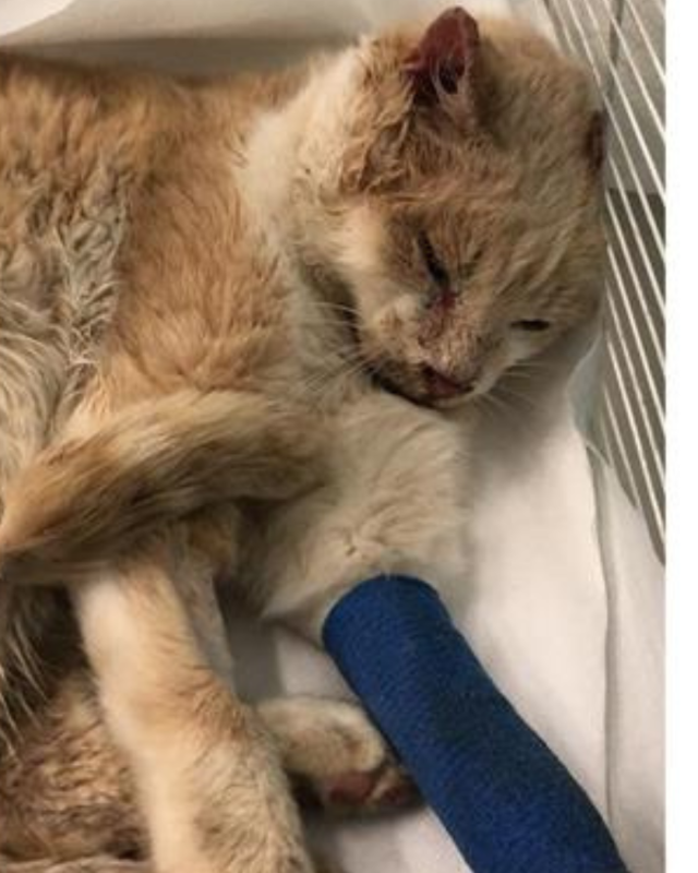 gatto gatta gatti micio micia mici gattino gattina gattini adottare adozione adotta affidamento affidare animale animali animalista animalisti felino felini volontario volontariato sfortunato bisognoso randagio randagi randagismo strada gattile rifugio