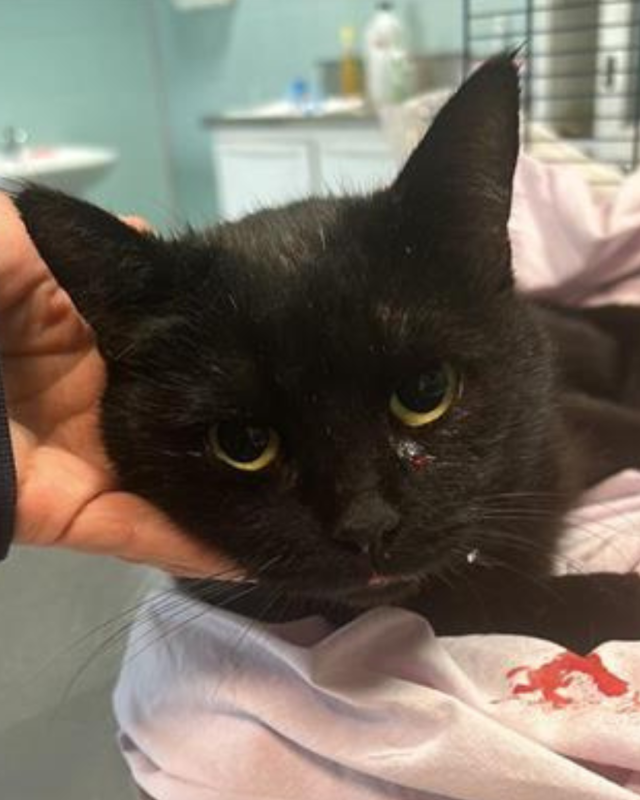 gatto gatta gatti micio micia mici gattino gattina gattini adottare adozione adotta affidamento affidare animale animali animalista animalisti felino felini volontario volontariato sfortunato bisognoso randagio randagi randagismo strada gattile rifugio