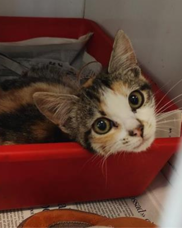 gatto gatta gatti micio micia mici gattino gattina gattini adottare adozione adotta affidamento affidare animale animali animalista animalisti felino felini volontario volontariato sfortunato bisognoso randagio randagi randagismo strada gattile rifugio