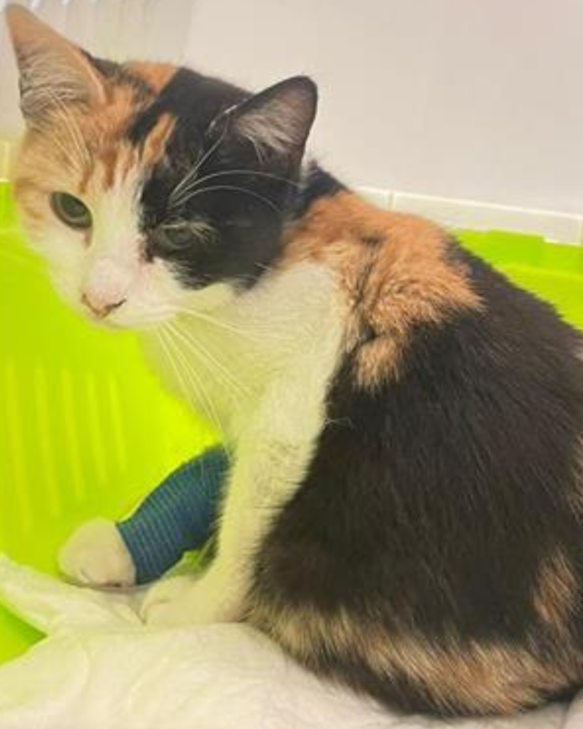 gatto gatta gatti micio micia mici gattino gattina gattini adottare adozione adotta affidamento affidare animale animali animalista animalisti felino felini volontario volontariato sfortunato bisognoso randagio randagi randagismo strada gattile rifugio