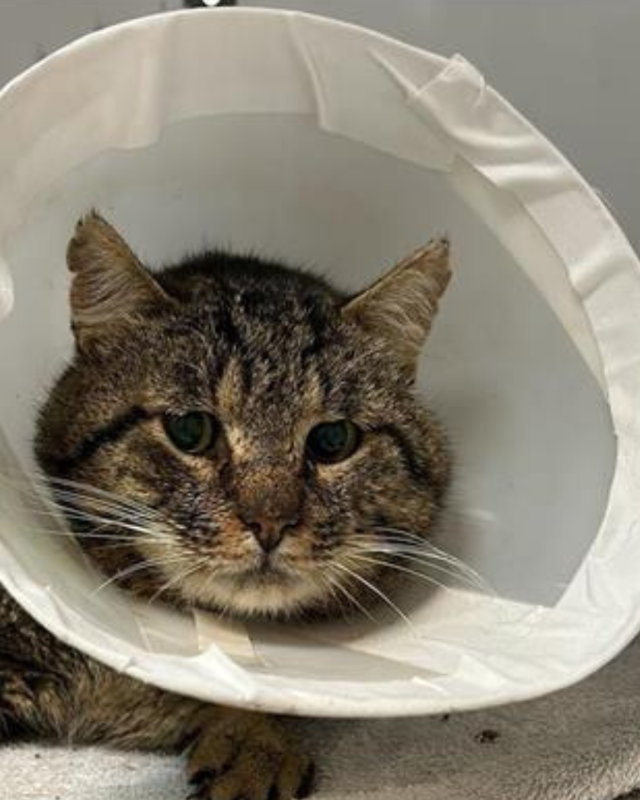 gatto gatta gatti micio micia mici gattino gattina gattini adottare adozione adotta affidamento affidare animale animali animalista animalisti felino felini volontario volontariato sfortunato bisognoso randagio randagi randagismo strada gattile rifugio