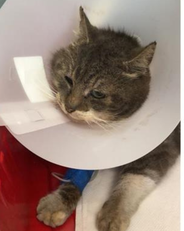 gatto gatta gatti micio micia mici gattino gattina gattini adottare adozione adotta affidamento affidare animale animali animalista animalisti felino felini volontario volontariato sfortunato bisognoso randagio randagi randagismo strada gattile rifugio