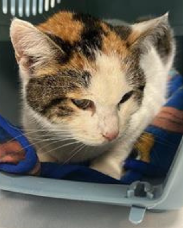 gatto gatta gatti micio micia mici gattino gattina gattini adottare adozione adotta affidamento affidare animale animali animalista animalisti felino felini volontario volontariato sfortunato bisognoso randagio randagi randagismo strada gattile rifugio