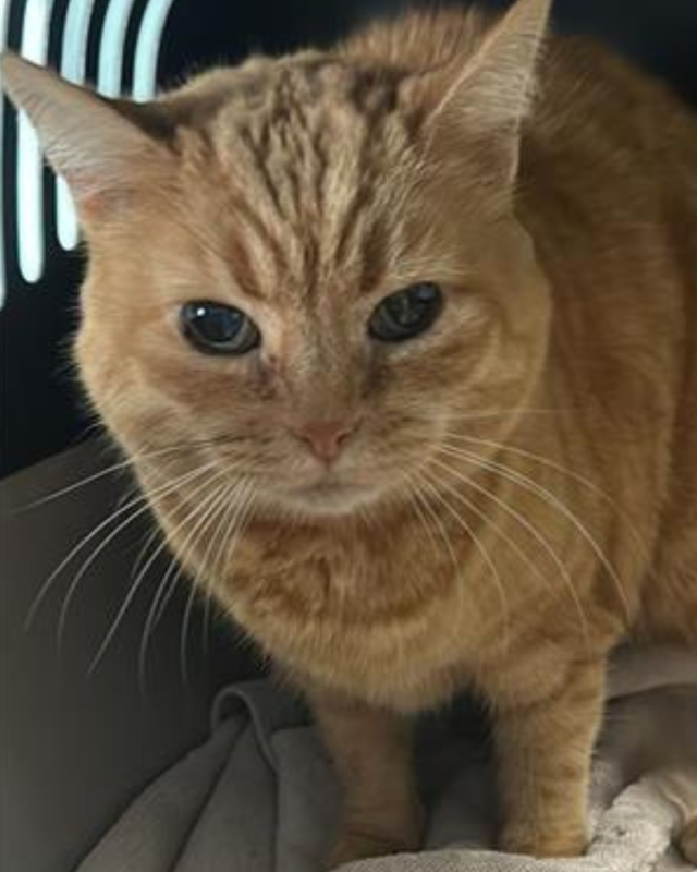 gatto gatta gatti micio micia mici gattino gattina gattini adottare adozione adotta affidamento affidare animale animali animalista animalisti felino felini volontario volontariato sfortunato bisognoso randagio randagi randagismo strada gattile rifugio