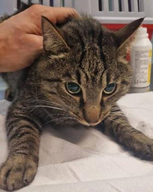 gatto gatta gatti micio micia mici gattino gattina gattini adottare adozione adotta affidamento affidare animale animali animalista animalisti felino felini volontario volontariato sfortunato bisognoso randagio randagi randagismo strada gattile rifugio