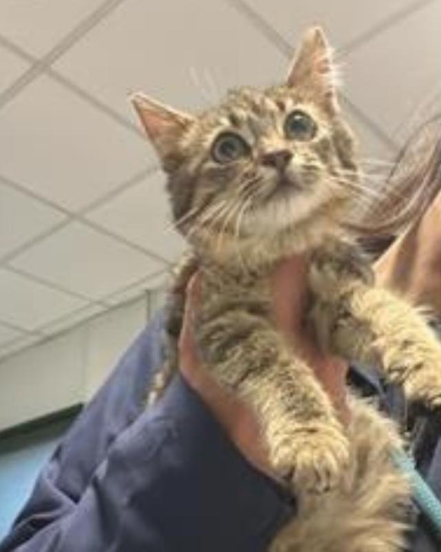 gatto gatta gatti micio micia mici gattino gattina gattini adottare adozione adotta affidamento affidare animale animali animalista animalisti felino felini volontario volontariato sfortunato bisognoso randagio randagi randagismo strada gattile rifugio