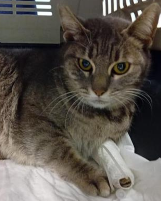 gatto gatta gatti micio micia mici gattino gattina gattini adottare adozione adotta affidamento affidare animale animali animalista animalisti felino felini volontario volontariato sfortunato bisognoso randagio randagi randagismo strada gattile rifugio