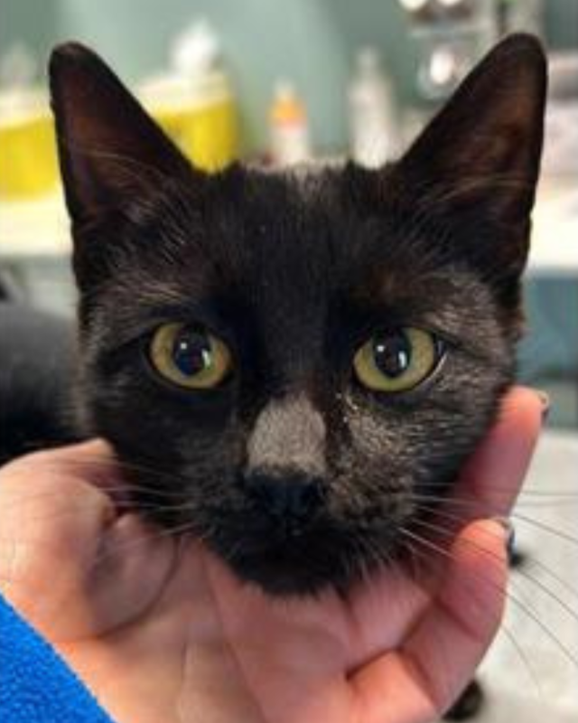 gatto gatta gatti micio micia mici gattino gattina gattini adottare adozione adotta affidamento affidare animale animali animalista animalisti felino felini volontario volontariato sfortunato bisognoso randagio randagi randagismo strada gattile rifugio