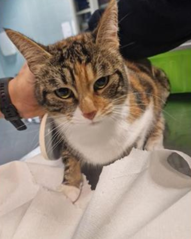 gatto gatta gatti micio micia mici gattino gattina gattini adottare adozione adotta affidamento affidare animale animali animalista animalisti felino felini volontario volontariato sfortunato bisognoso randagio randagi randagismo strada gattile rifugio