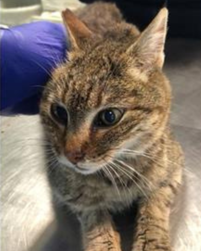 gatto gatta gatti micio micia mici gattino gattina gattini adottare adozione adotta affidamento affidare animale animali animalista animalisti felino felini volontario volontariato sfortunato bisognoso randagio randagi randagismo strada gattile rifugio