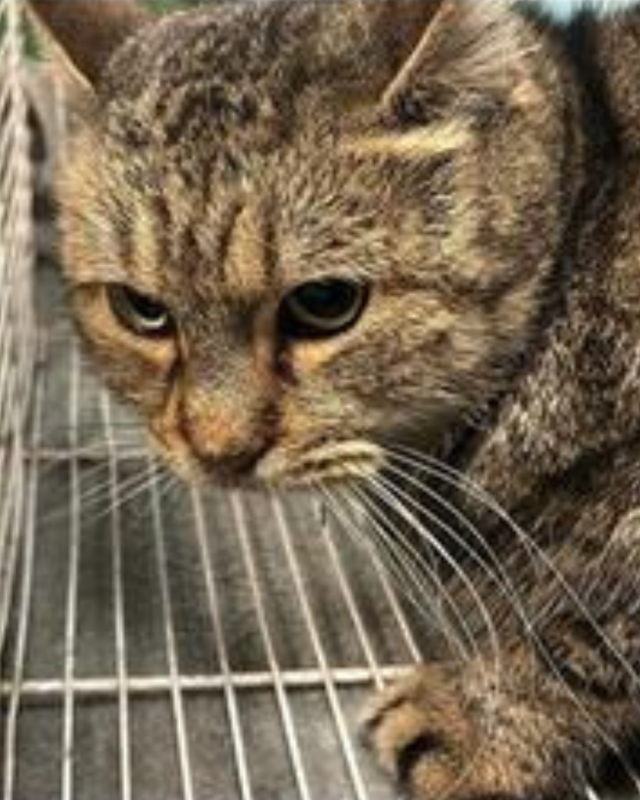 gatto gatta gatti micio micia mici gattino gattina gattini adottare adozione adotta affidamento affidare animale animali animalista animalisti felino felini volontario volontariato sfortunato bisognoso randagio randagi randagismo strada gattile rifugio