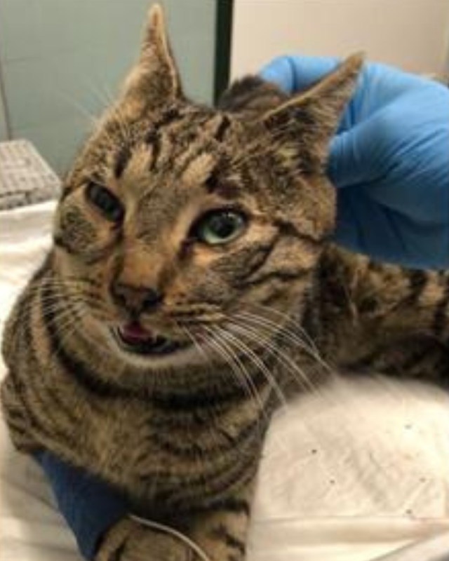 gatto gatta gatti micio micia mici gattino gattina gattini adottare adozione adotta affidamento affidare animale animali animalista animalisti felino felini volontario volontariato sfortunato bisognoso randagio randagi randagismo strada gattile rifugio