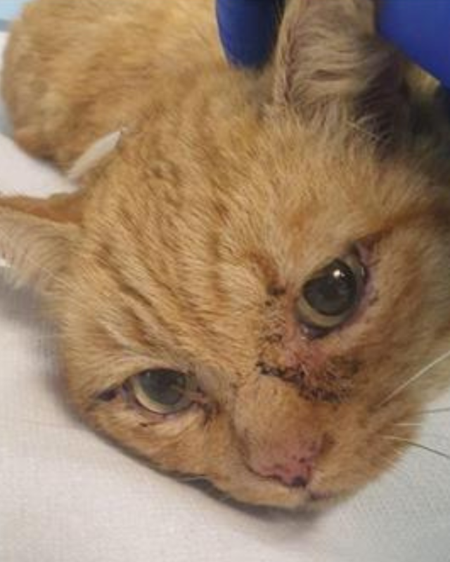 gatto gatta gatti micio micia mici gattino gattina gattini adottare adozione adotta affidamento affidare animale animali animalista animalisti felino felini volontario volontariato sfortunato bisognoso randagio randagi randagismo strada gattile rifugio