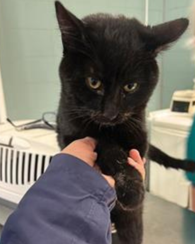 gatto gatta gatti micio micia mici gattino gattina gattini adottare adozione adotta affidamento affidare animale animali animalista animalisti felino felini volontario volontariato sfortunato bisognoso randagio randagi randagismo strada gattile rifugio