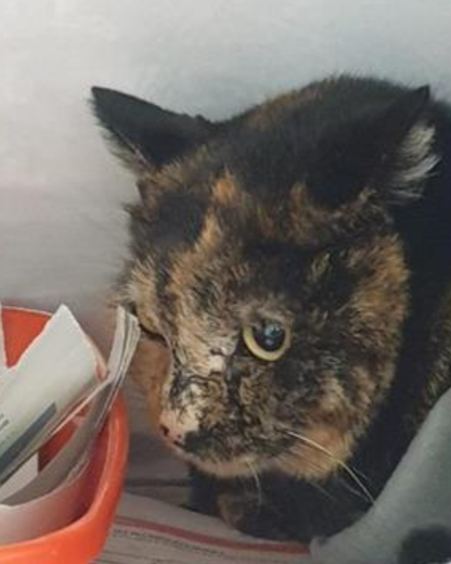 gatto gatta gatti micio micia mici gattino gattina gattini adottare adozione adotta affidamento affidare animale animali animalista animalisti felino felini volontario volontariato sfortunato bisognoso randagio randagi randagismo strada gattile rifugio