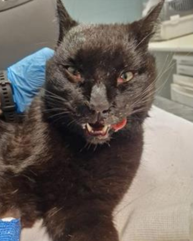 gatto gatta gatti micio micia mici gattino gattina gattini adottare adozione adotta affidamento affidare animale animali animalista animalisti felino felini volontario volontariato sfortunato bisognoso randagio randagi randagismo strada gattile rifugio