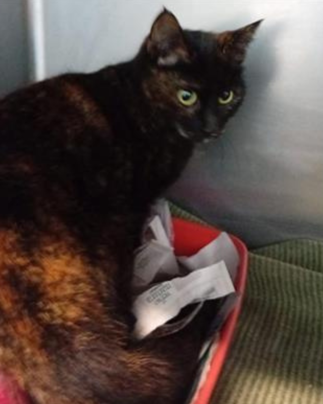 gatto gatta gatti micio micia mici gattino gattina gattini adottare adozione adotta affidamento affidare animale animali animalista animalisti felino felini volontario volontariato sfortunato bisognoso randagio randagi randagismo strada gattile rifugio