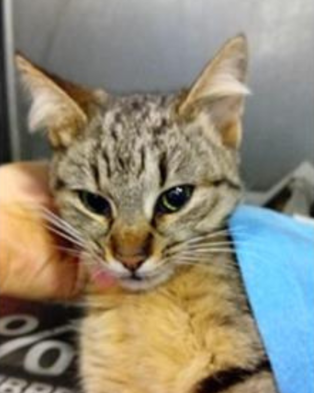 gatto gatta gatti micio micia mici gattino gattina gattini adottare adozione adotta affidamento affidare animale animali animalista animalisti felino felini volontario volontariato sfortunato bisognoso randagio randagi randagismo strada gattile rifugio