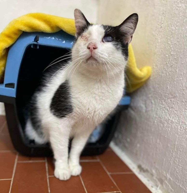 gatto gatta gatti micio micia mici gattino gattina gattini adottare adozione adotta affidamento affidare animale animali animalista animalisti felino felini volontario volontariato sfortunato bisognoso randagio randagi randagismo strada gattile rifugio