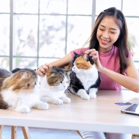check-up salute gatto monitoraggio benessere felino esame del pelo orecchie ispezione zampe bocca gengive peso corporeo