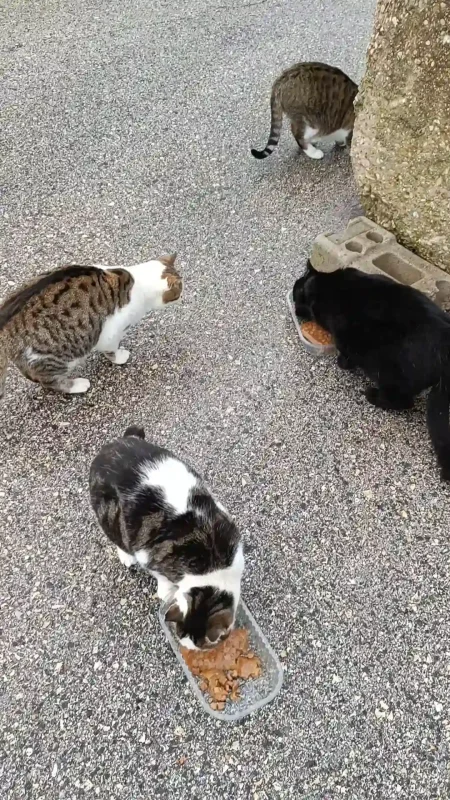 gatto micio adozione adottare randagio volontariato gattile animali associazione cura felino pets proof