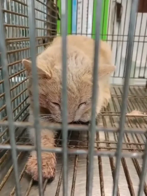 gatto micio adozione adottare randagio volontariato gattile animali associazione cura felino pets proof