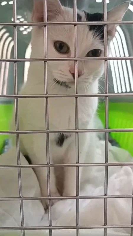 gatto micio adozione adottare randagio volontariato gattile animali associazione cura felino pets proof