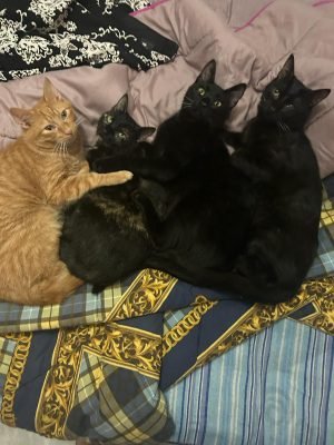 gatto gatta gatti micio micia mici gattino gattina gattini adottare adozione adotta affidamento affidare animale animali animalista animalisti felino felini volontario volontariato sfortunato bisognoso randagio randagi randagismo strada gattile rifugio