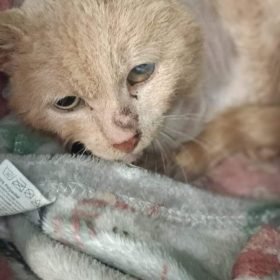 gatto gatta gatti micio micia mici gattino gattina gattini adottare adozione adotta affidamento affidare animale animali animalista animalisti felino felini volontario volontariato sfortunato bisognoso randagio randagi randagismo strada gattile rifugio