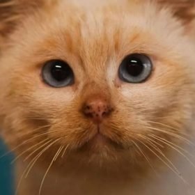 gatto gatta gatti micio micia mici gattino gattina gattini adottare adozione adotta affidamento affidare animale animali animalista animalisti felino felini volontario volontariato sfortunato bisognoso randagio randagi randagismo strada gattile rifugio