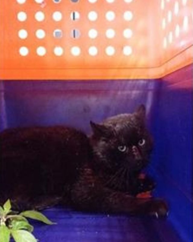 gatto gatta gatti micio micia mici gattino gattina gattini adottare adozione adotta affidamento affidare animale animali animalista animalisti felino felini volontario volontariato sfortunato bisognoso randagio randagi randagismo strada gattile rifugio