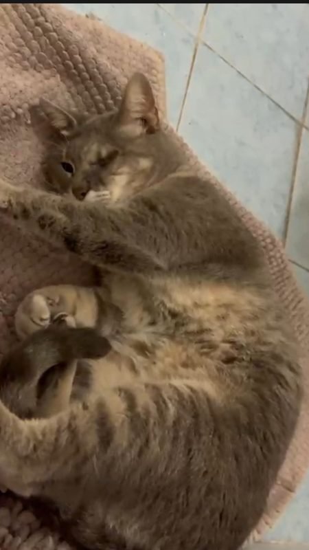 gatto gatta gatti micio micia mici gattino gattina gattini adottare adozione adotta affidamento affidare animale animali animalista animalisti felino felini volontario volontariato sfortunato bisognoso randagio randagi randagismo strada gattile rifugio