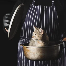 nutrizione micio alimentazione equilibrata dieta gatto crocchette cibo umido idratazione obesità calcoli renali tartaro dentale salute gatto benessere felino scelte alimentari gatti
