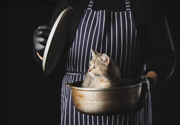 nutrizione micio alimentazione equilibrata dieta gatto crocchette cibo umido idratazione obesità calcoli renali tartaro dentale salute gatto benessere felino scelte alimentari gatti