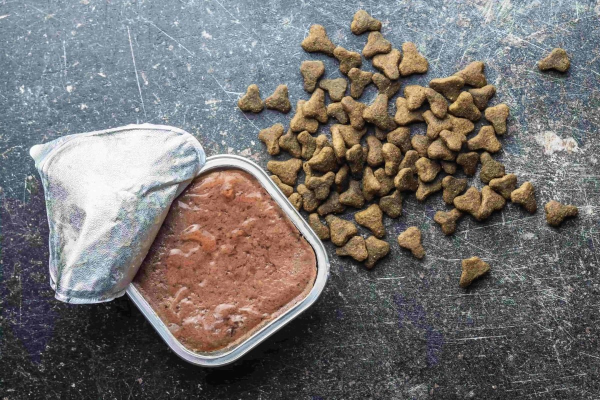 nutrizione micio alimentazione equilibrata dieta gatto crocchette cibo umido idratazione obesità calcoli renali tartaro dentale salute gatto benessere felino scelte alimentari gatti