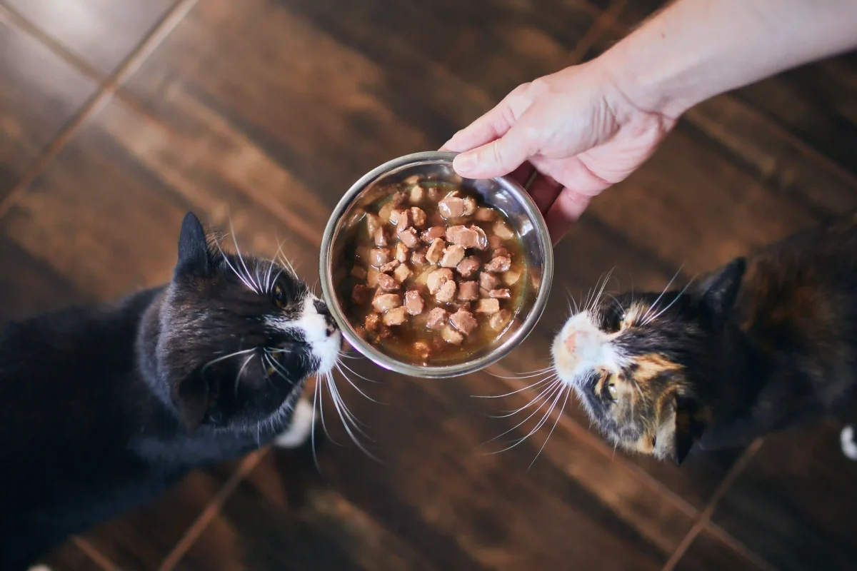 nutrizione micio alimentazione equilibrata dieta gatto crocchette cibo umido idratazione obesità calcoli renali tartaro dentale salute gatto benessere felino scelte alimentari gatti